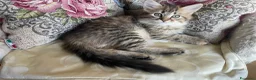 Siberiano gatti in vendita: Gattina Siberiana - Annuncio 4