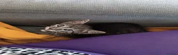 Europeo gatti in vendita: Gattina Svezzata e abituata alla lettiera  - Annuncio 3