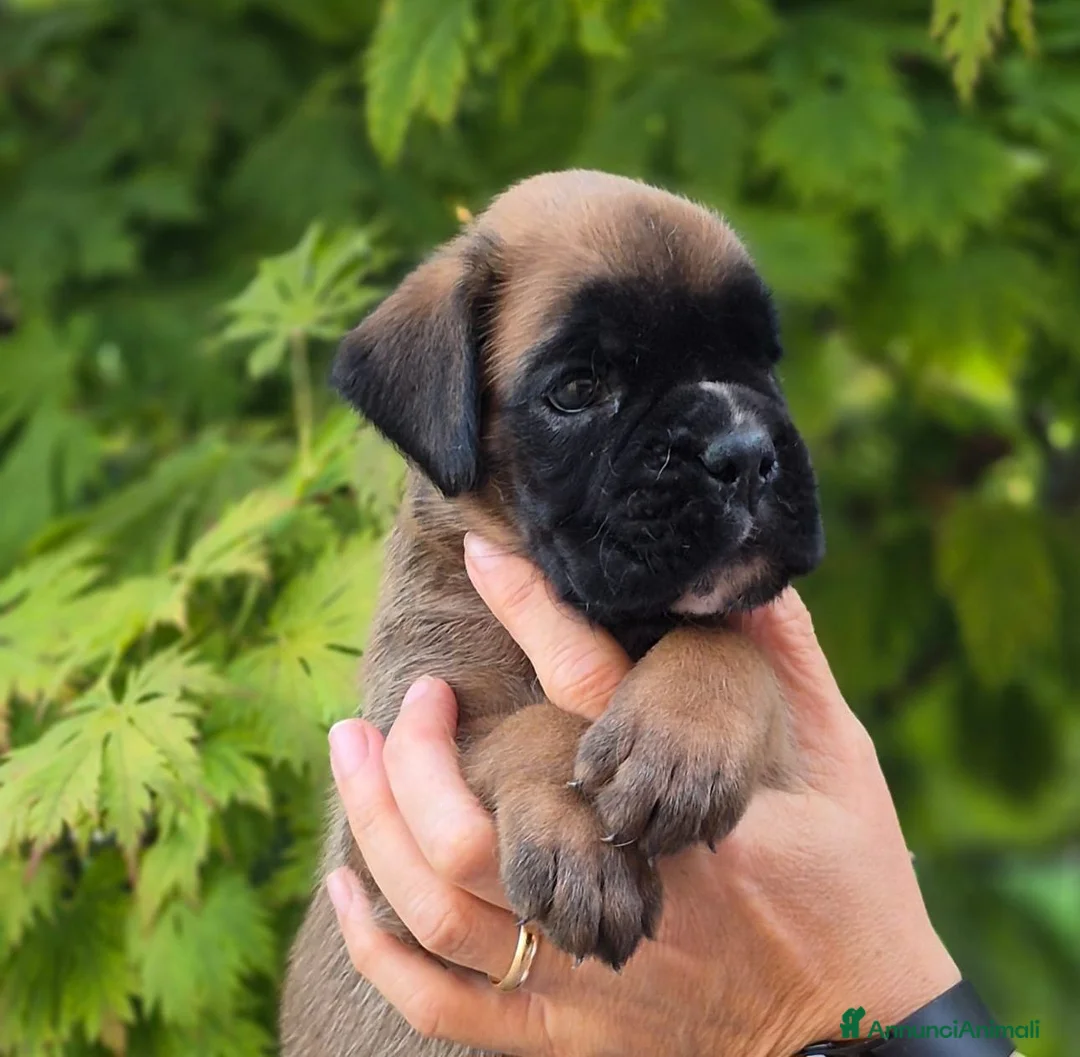 Boxer cani in vendita: Boxer cucciolo maschio - Annuncio 2