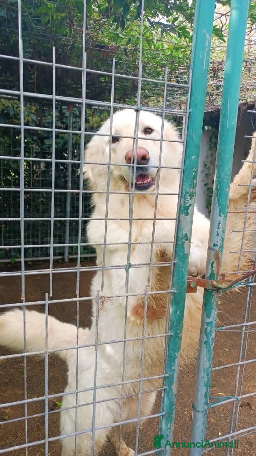 Meticcio cani in regalo: Dolcissimo 4 anni simil Maremmano  - Annuncio 5