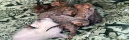 Meticcio gatti in vendita: Gattini Millefiori mix Bengal  - Annuncio 12
