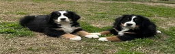 Bovaro del Bernese cani in vendita: Disponibili cuccioli con pedigree - Annuncio 4