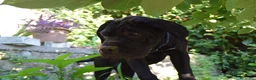 Cane Corso cani in vendita: Cucciola di cane corso - Annuncio 3