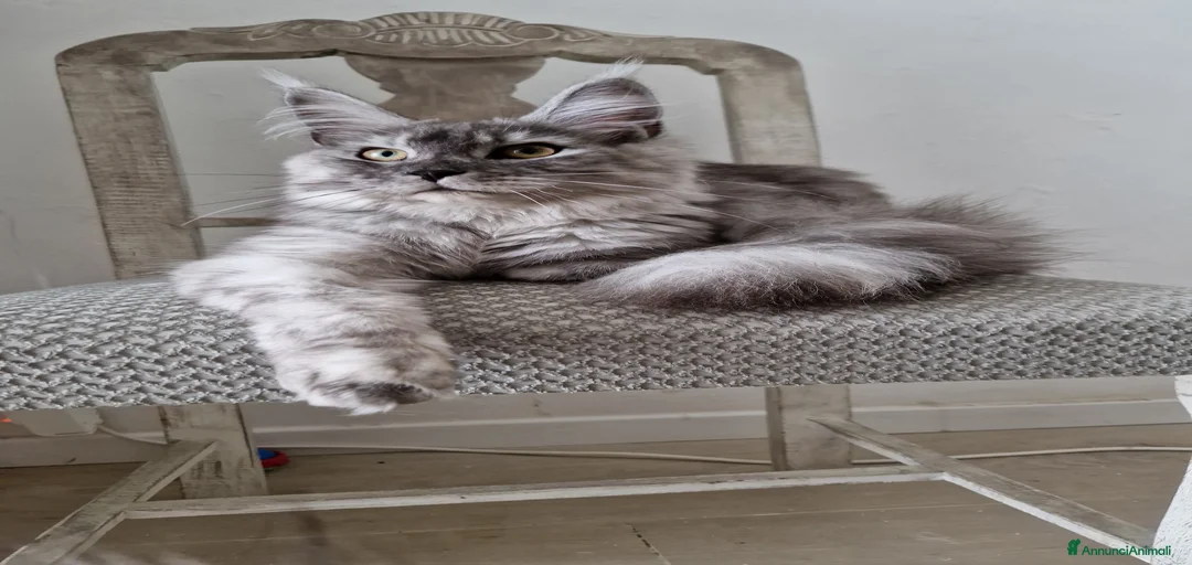 Immagine della galleria {{count}}