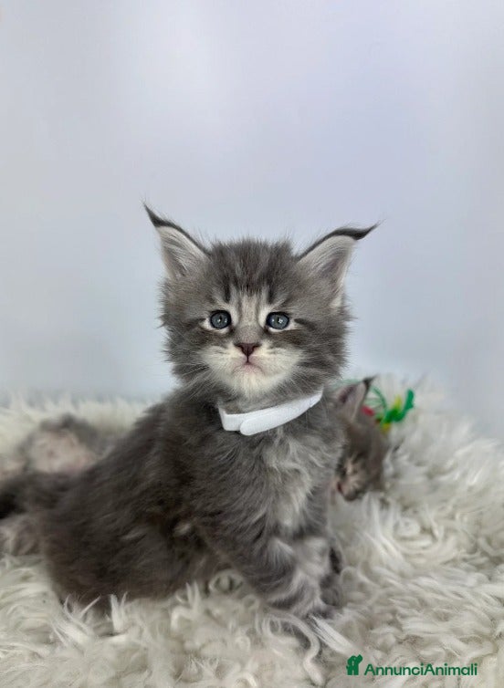 Maine Coon gatti 6 splendidi gattini Maine Coon di razza pura - Annuncio 8