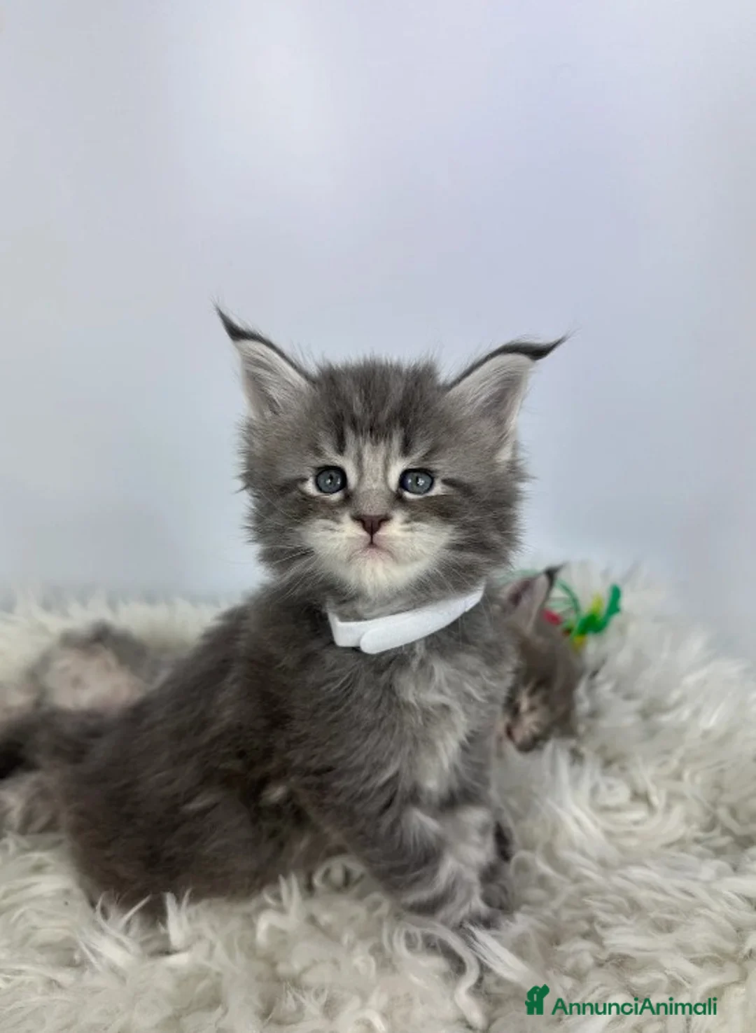 Maine Coon gatti in vendita: 6 splendidi gattini Maine Coon di razza pura - Annuncio 1