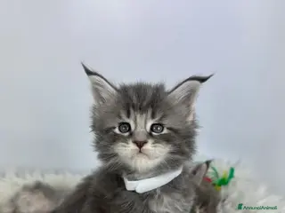 Maine Coon gatti 6 splendidi gattini Maine Coon di razza pura - Annuncio 8