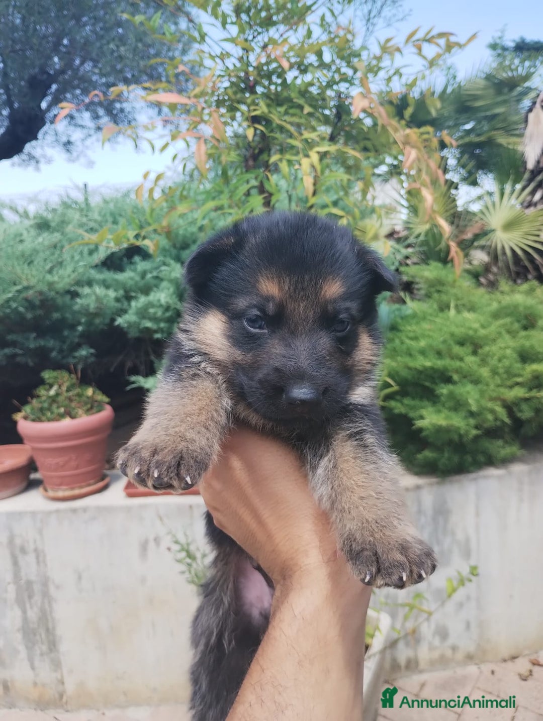 Pastore Tedesco cani in vendita: cuccioli di pastore tedesco - Annuncio 5
