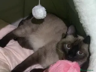 Siamese gatti SIAMESE - Annuncio 1