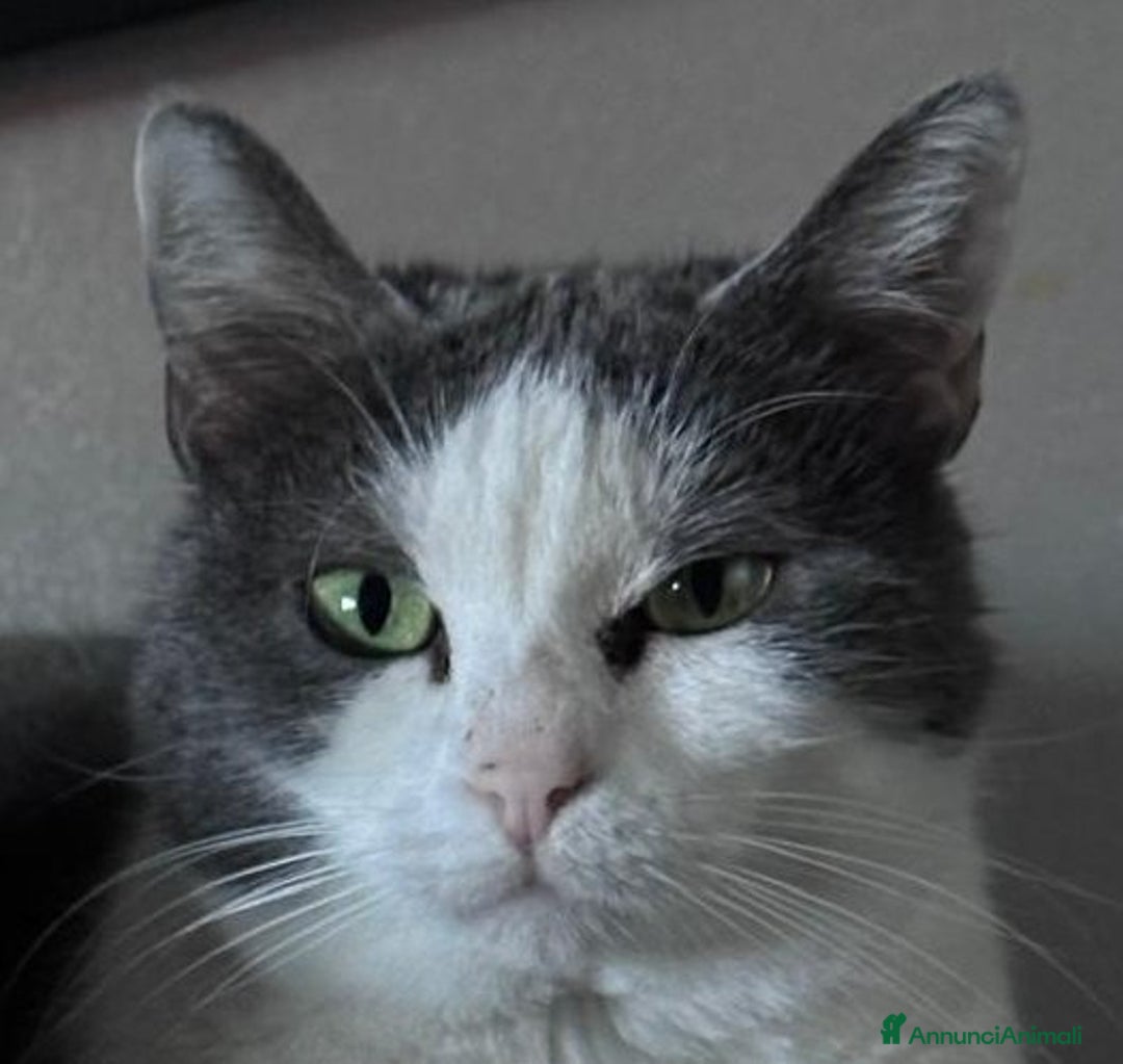 Europeo gatti in regalo: WEINE e UANA, dolci gatti in adozione! - Annuncio 6