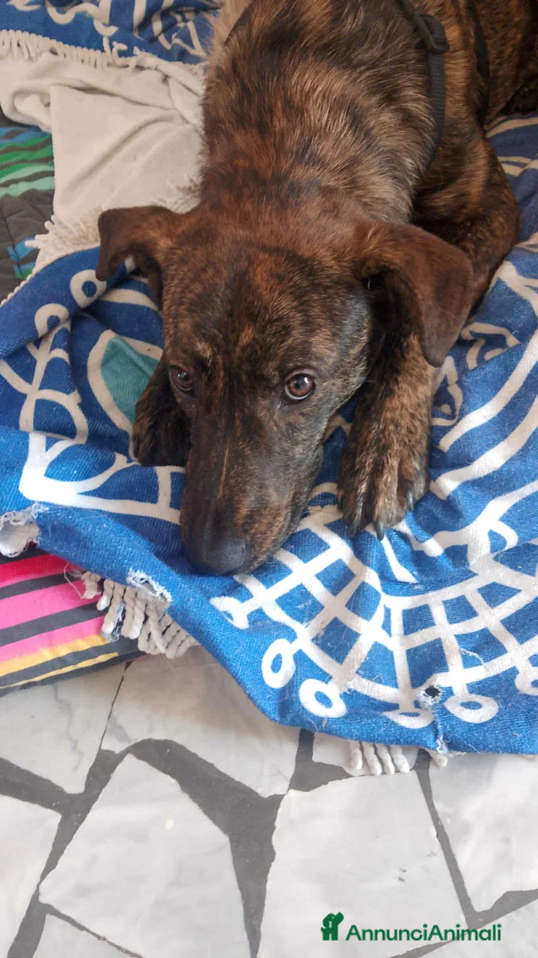 Meticcio cani in regalo: regalo cucciolo 8 mesi da adottare con urgenza - Annuncio 2