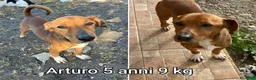 Meticcio cani in regalo: CANI TAGLIA PICCOLA E CONTENUTA  a Provincia di Pistoia - Annuncio 6