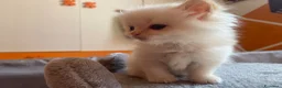 Siberiano gatti in vendita: Disponili cuccioli siberiani! Occhi azzurri! - Annuncio 6