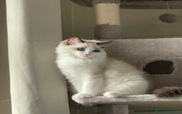 Ragdoll gatti in vendita: Fantastici cuccioli di Ragdoll a Provincia di Pavia - Immagine 5