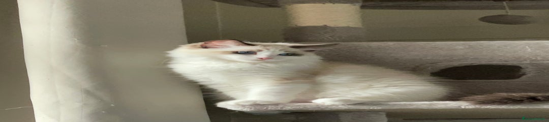Ninphadora