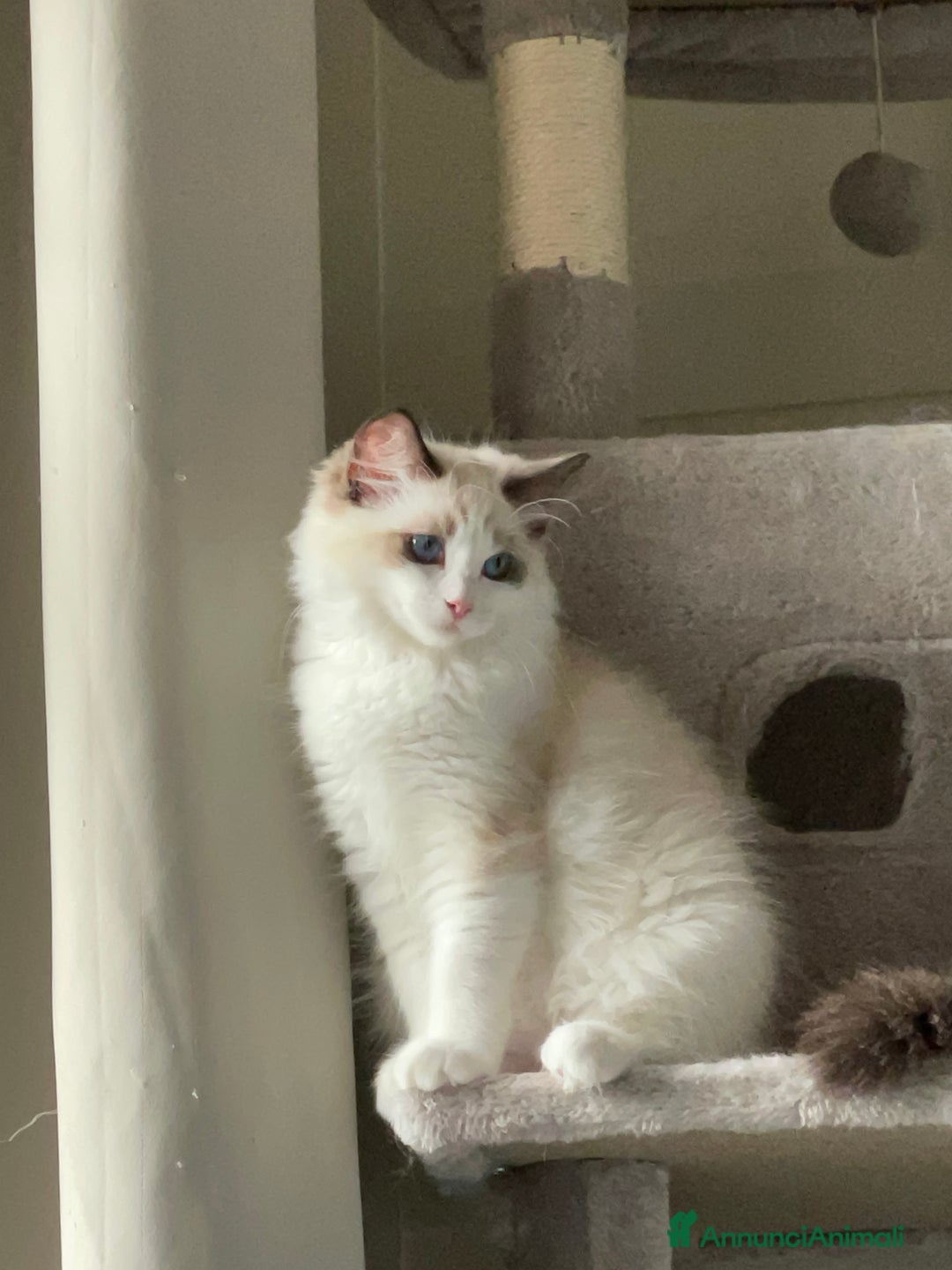 Ragdoll gatti in vendita: Fantastici cuccioli di Ragdoll a Provincia di Pavia - Immagine 5