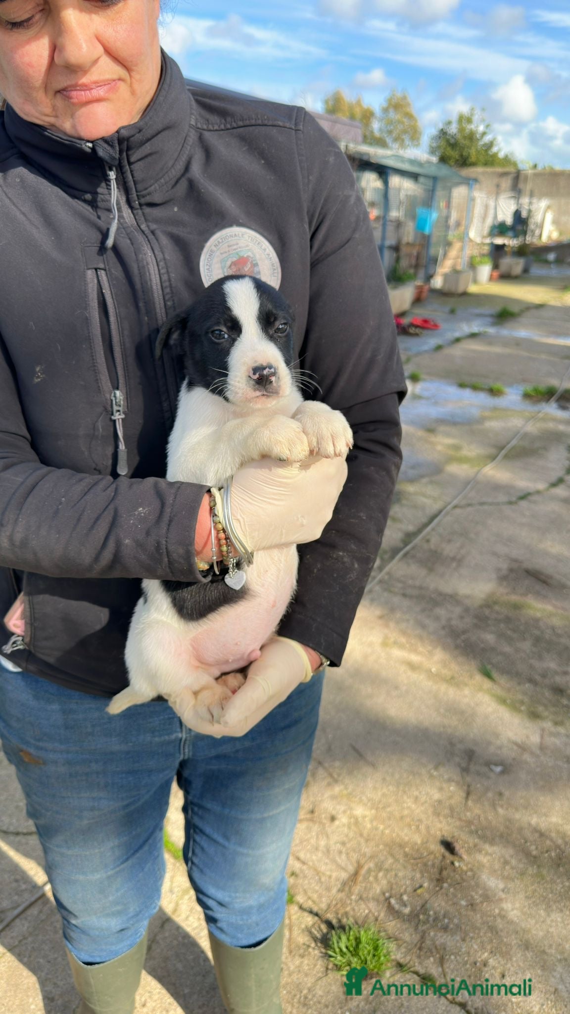 Meticcio cani SESAMO 💙 - cucciolo dolce cerca adozione 😍🙏🏻 - Annuncio 10