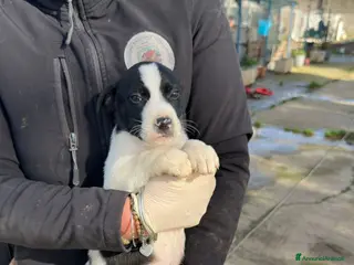 Meticcio cani SESAMO 💙 - cucciolo dolce cerca adozione 😍🙏🏻 - Annuncio 10