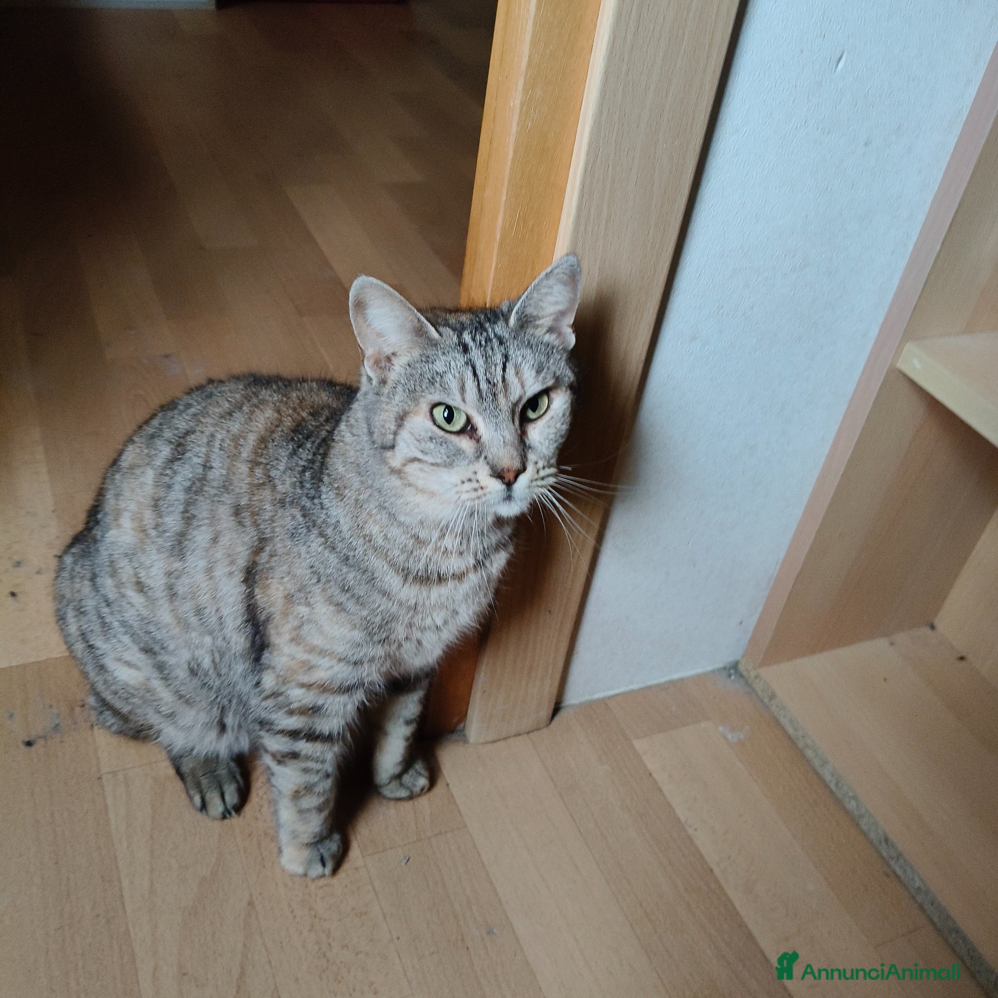 Europeo gatti Lilith cerca casa 🏡 - Annuncio 20