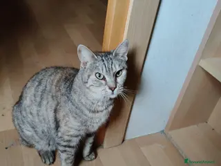 Europeo gatti Lilith cerca casa 🏡 - Annuncio 20