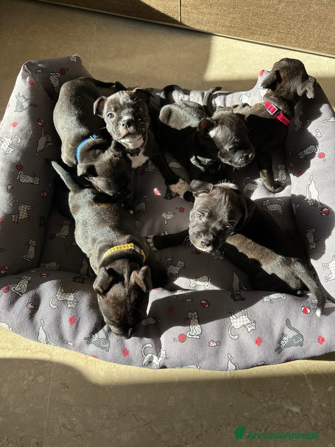 Staffordshire cani in vendita: Staffordshire Bull Terrier (Staffy) - Annuncio 13
