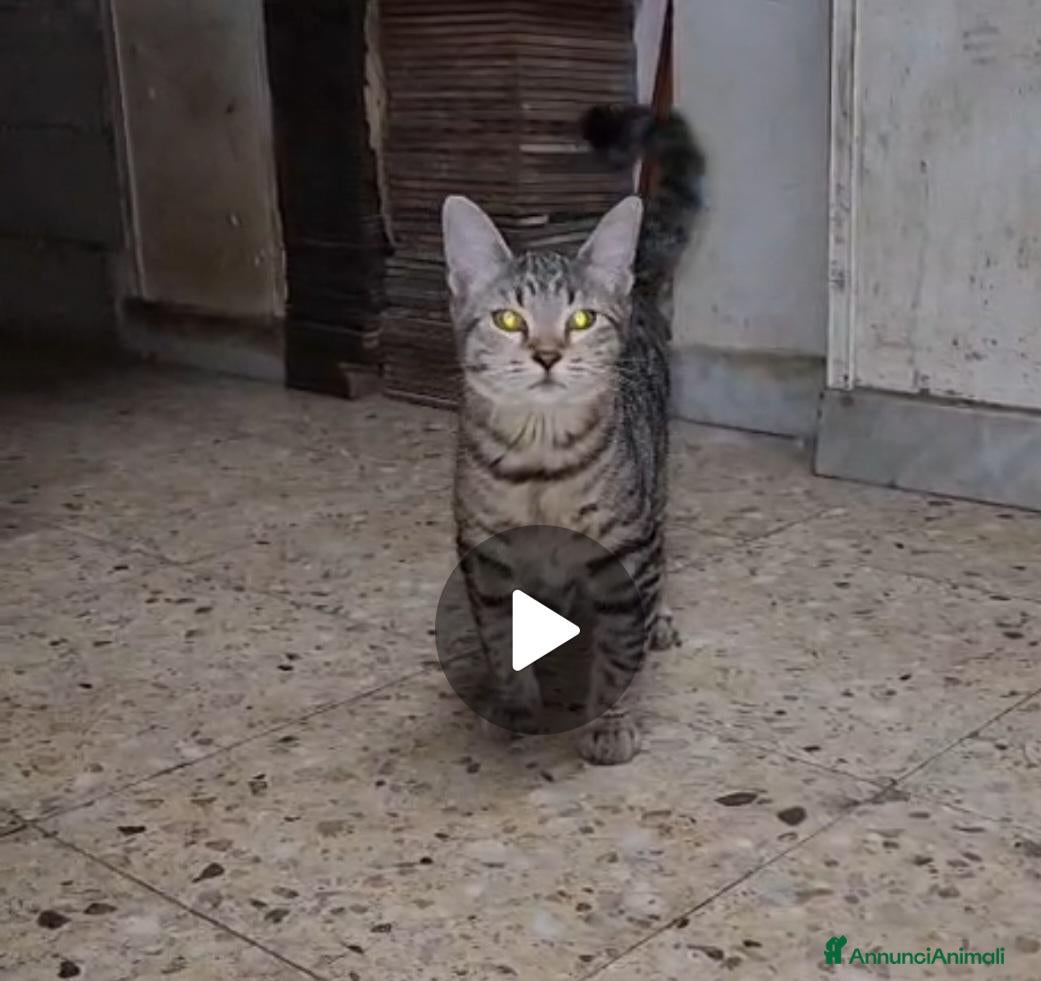 Meticcio gatti 2micini tigrati sui 4mesi vivono in garage.COSENZA - Annuncio 5
