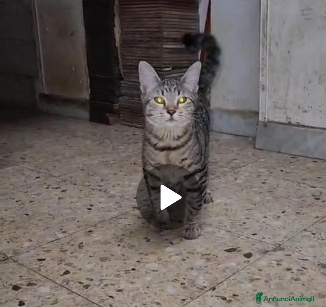 Meticcio gatti in regalo: 2micini tigrati sui 4mesi vivono in garage.COSENZA - Annuncio 1
