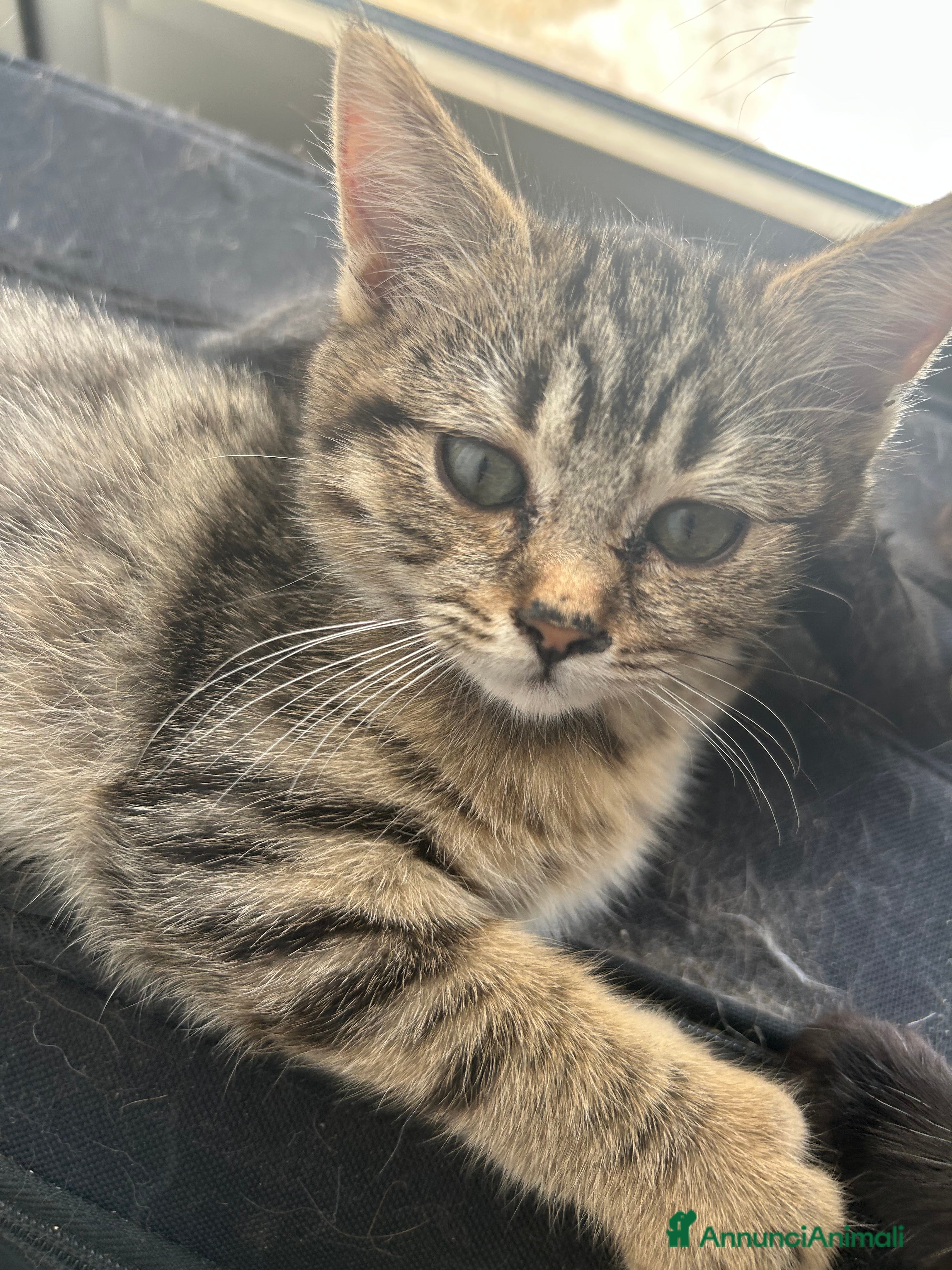 British gatti Cuccioli di razza mista Britisch e europeo - Annuncio 10