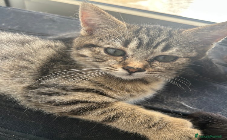 British gatti Cuccioli di razza mista Britisch e europeo - Annuncio 1