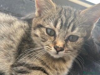 British gatti Cuccioli di razza mista Britisch e europeo - Annuncio 21