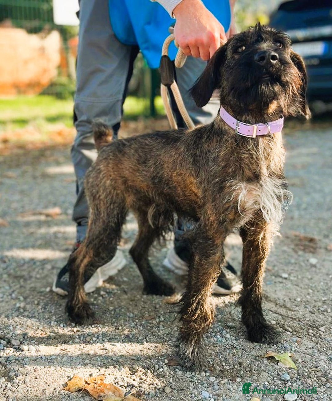 Meticcio cani in regalo: BISCOTTO SEGUGIO MAREMMANO - Annuncio 1