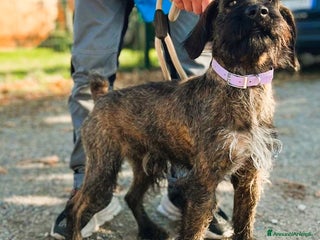 Meticcio cani BISCOTTO SEGUGIO MAREMMANO - Annuncio 5