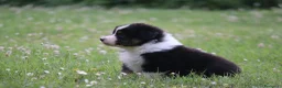 Australian Shepherd cani in vendita: Cucciolini di Australian Shepherd- Cucciolata Enya - Annuncio 17