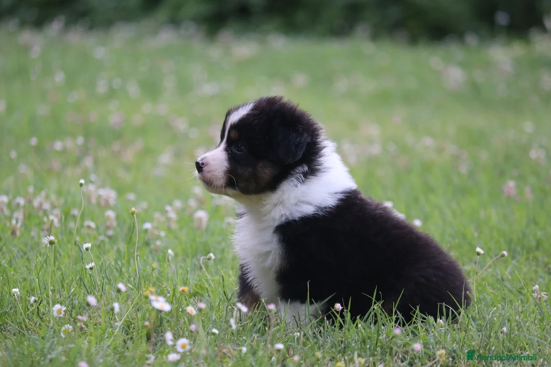 Australian Shepherd cani in vendita: Cucciolini di Australian Shepherd- Cucciolata Enya - Annuncio 17