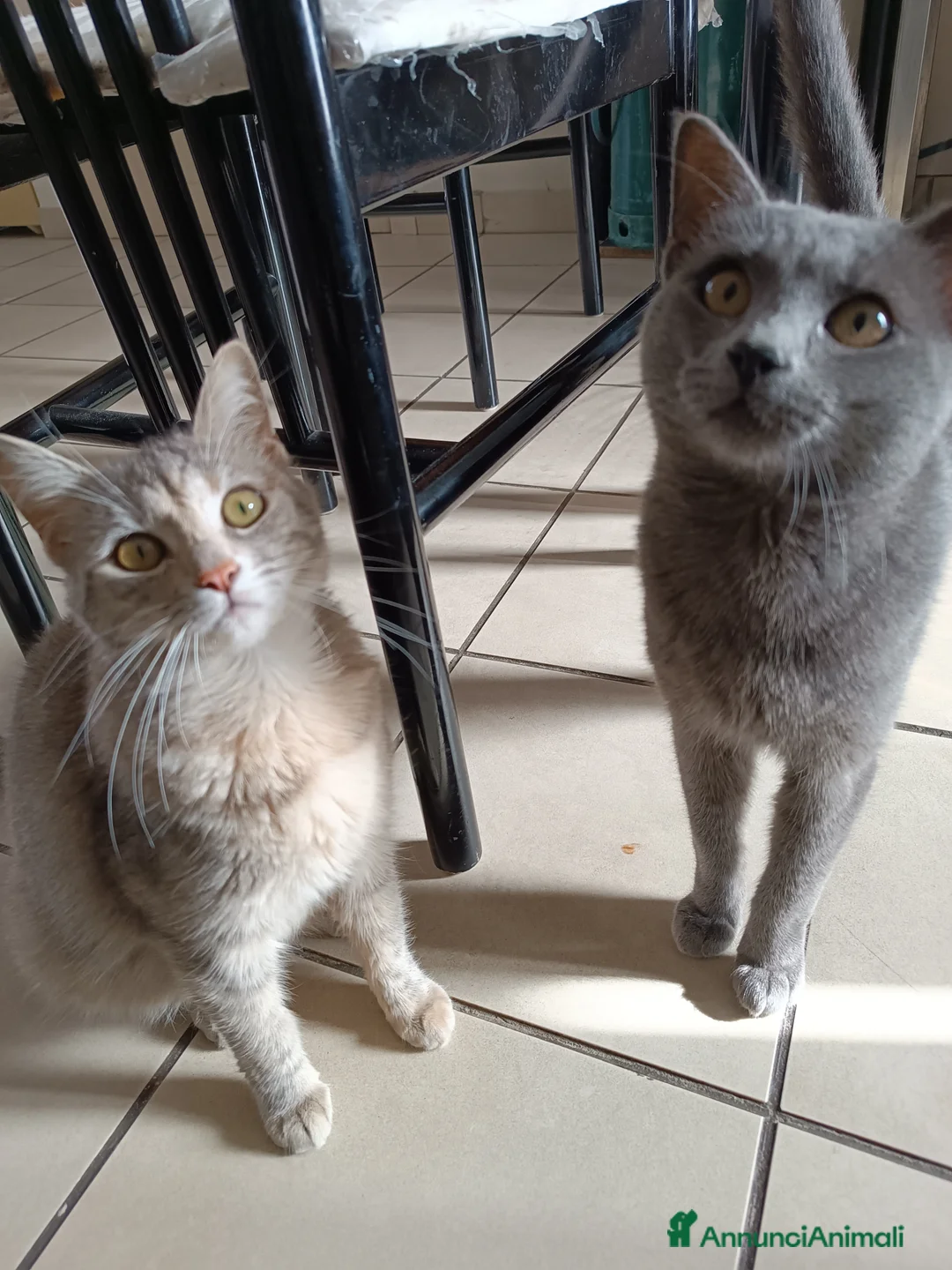 Europeo gatti in vendita: Gattina Svezzata e abituata alla lettiera  - Annuncio 2