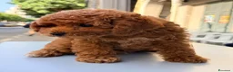 Barboncino Toy cani in vendita: Cucciolo di barboncino Toy - Annuncio 3