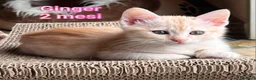 Altre razze gatti in regalo: GATTINI BISOGNOSI IN CERCA D'AMORE a Città Metropolitana di Bologna - Annuncio 1