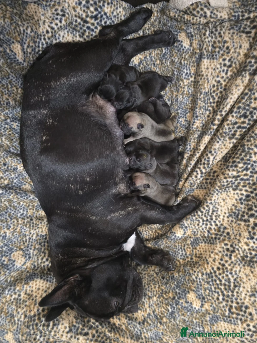 Bulldog Francese cani in vendita: Disponibili cuccioli di Bulldog Francese - Annuncio 18