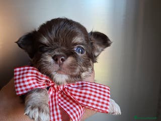 Chihuahua cani Chihuahua pelo lungo tg mini - Annuncio 20