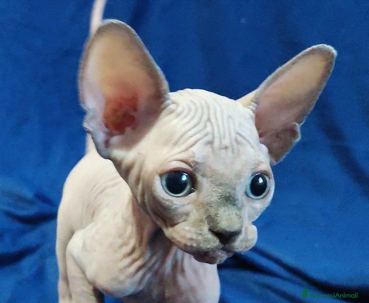 Sphynx gatti Cuccioli di sphynx CON PEDIGREE - Annuncio 1