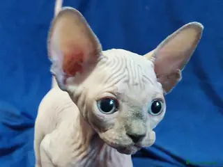 Sphynx gatti Cuccioli di sphynx CON PEDIGREE - Annuncio 1