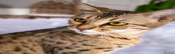 Savannah gatti in vendita: Cuccioli Savannah F6 a Città metropolitana di Catania - Annuncio 1