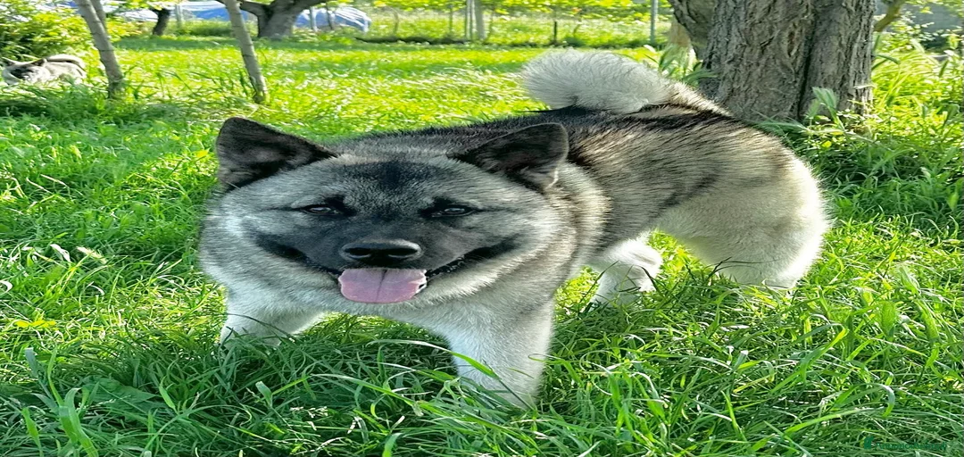 Immagine della galleria {{count}}