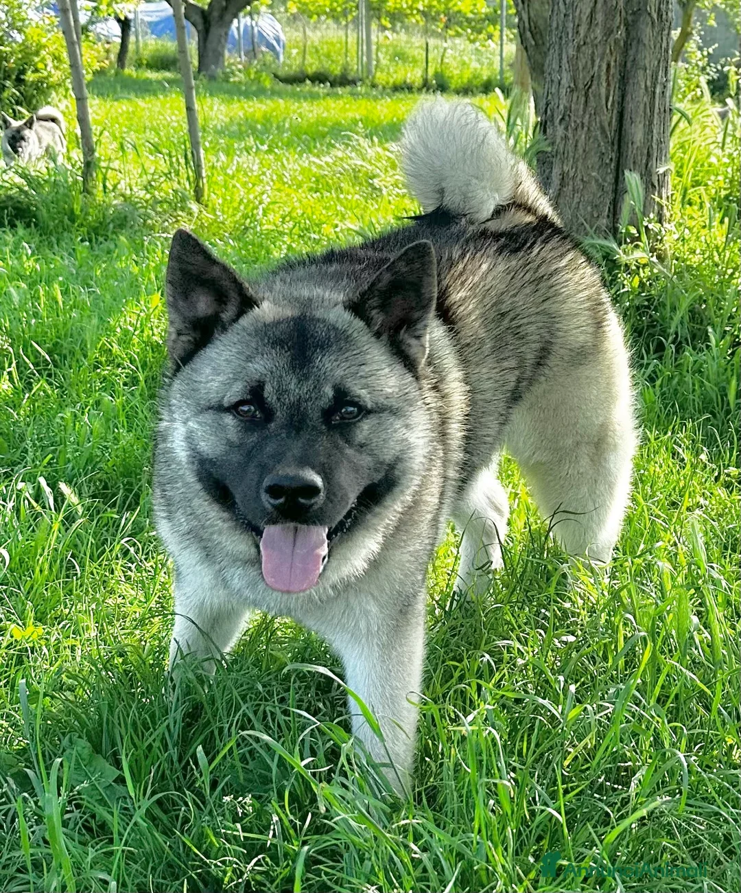 Immagine della galleria {{count}}