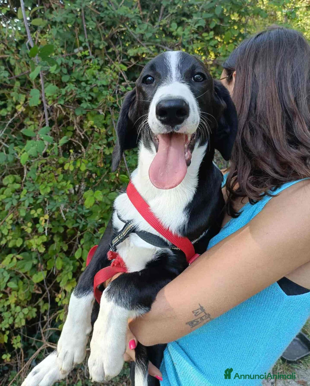 Meticcio cani in regalo: 4 CUCCIOLI simpaticissimi a macchiette! - Annuncio 2