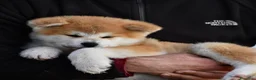 Akita Inu cani in vendita: Cucciolo Akita inu (Top Selection) a Città metropolitana di Roma Capitale - Annuncio 28