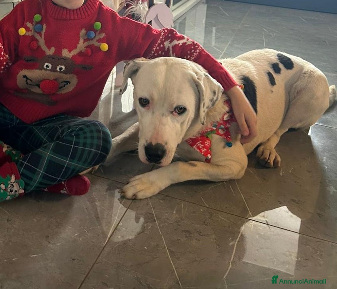 Meticcio cani in regalo: Una possibilità per Pimpa - Annuncio 12