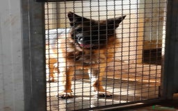 Pastore Tedesco cani in regalo: MIKE pastore tedesco educato e affettuoso a Provincia di Alessandria - Immagine 4