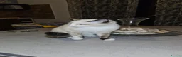 Meticcio gatti in regalo: Regalo due gattini madre ragdoll padre bo 🤣 a Provincia di Bergamo - Annuncio 2