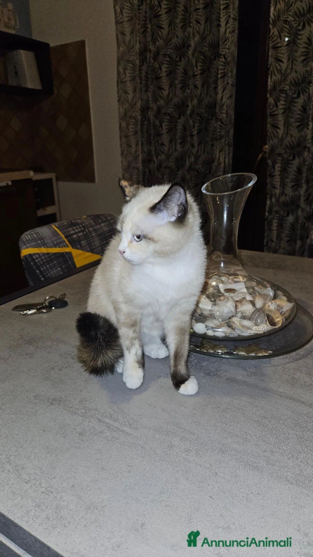 Meticcio gatti in regalo: Regalo due gattini madre ragdoll padre bo 🤣 a Provincia di Bergamo - Annuncio 2
